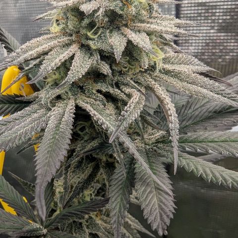 Four Peaks growlog timeline photo
