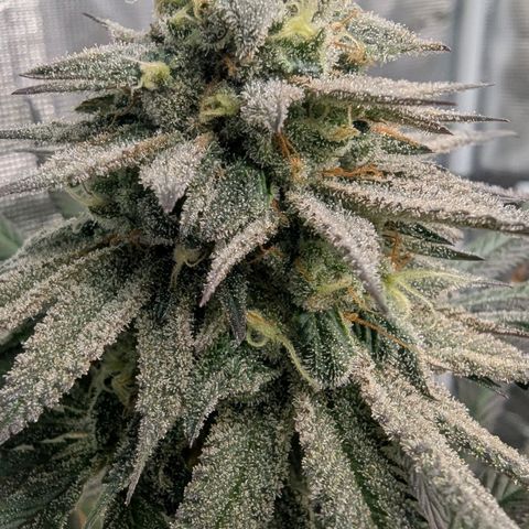 Four Peaks growlog timeline photo