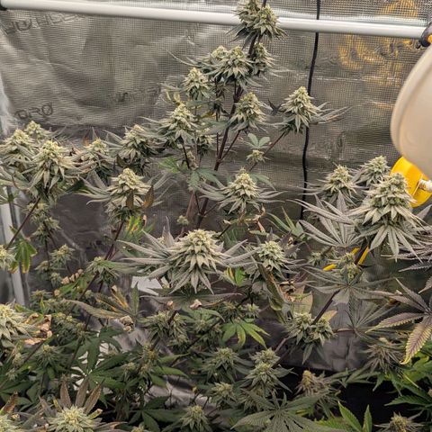 Four Peaks growlog timeline photo