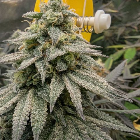 Four Peaks growlog timeline photo