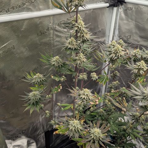 Four Peaks growlog timeline photo