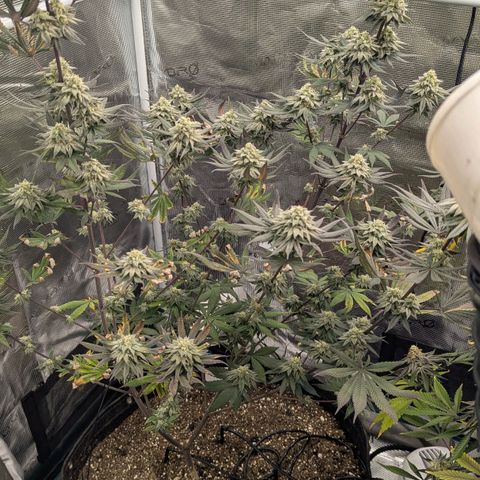 Four Peaks growlog timeline photo