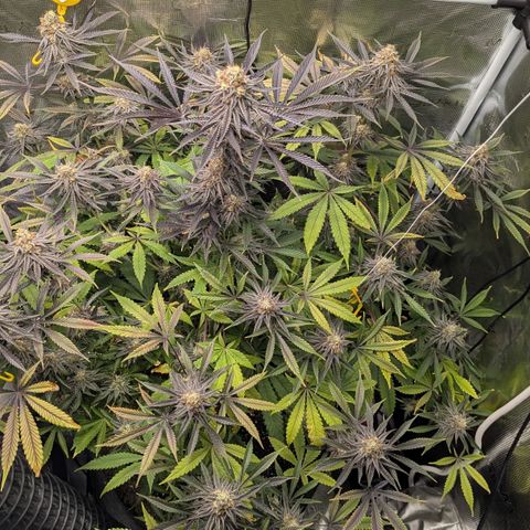 Purple Panty Dropper growlog timeline photo