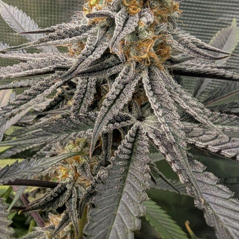 Purple Panty Dropper growlog timeline photo