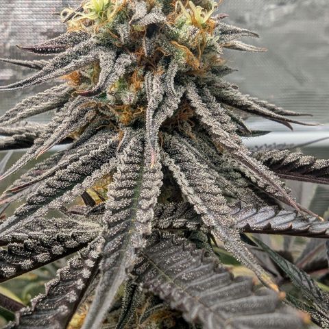 Purple Panty Dropper growlog timeline photo