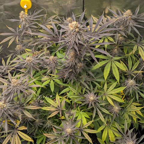 Purple Panty Dropper growlog timeline photo