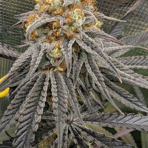 Purple Panty Dropper growlog timeline photo