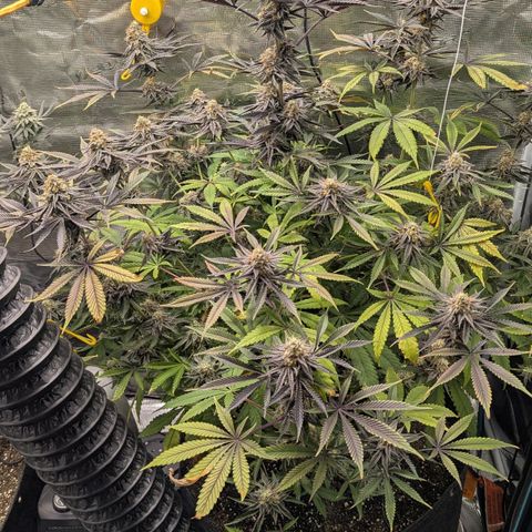 Purple Panty Dropper growlog timeline photo