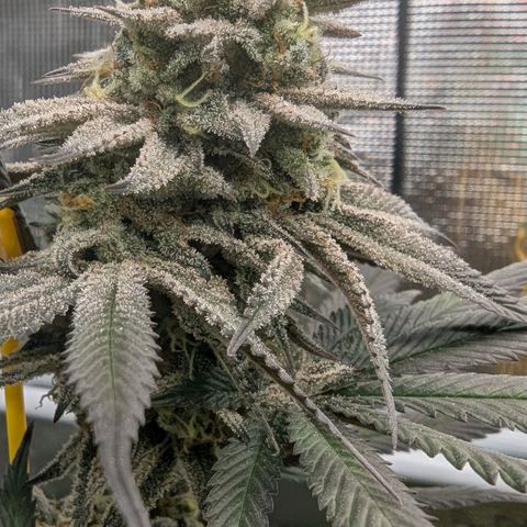 Four Peaks growlog timeline photo