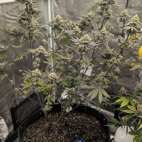 Four Peaks growlog timeline photo