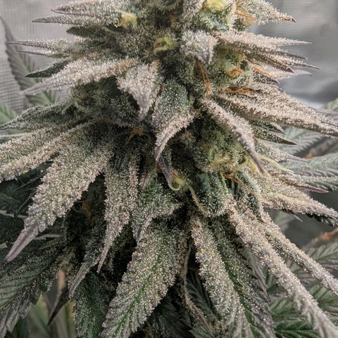 Four Peaks growlog timeline photo