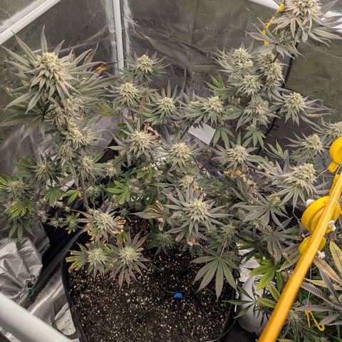 Four Peaks growlog timeline photo