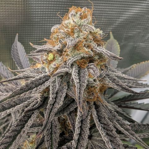 Purple Panty Dropper growlog timeline photo