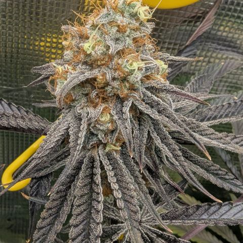 Purple Panty Dropper growlog timeline photo