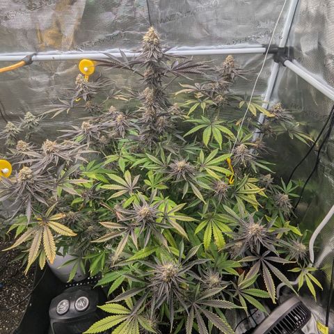 Purple Panty Dropper growlog timeline photo