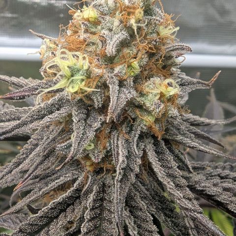 Purple Panty Dropper growlog timeline photo