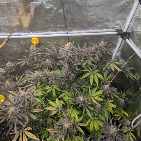 Purple Panty Dropper growlog timeline photo