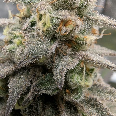 Four Peaks growlog timeline photo