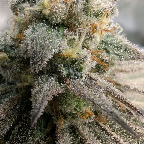 Four Peaks growlog timeline photo
