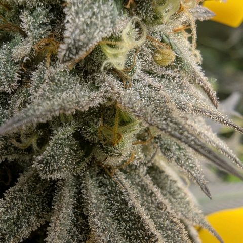 Four Peaks growlog timeline photo