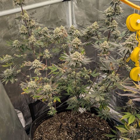 Four Peaks growlog timeline photo