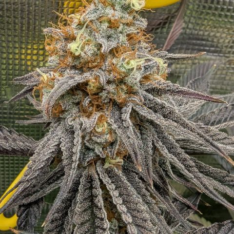 Purple Panty Dropper growlog timeline photo