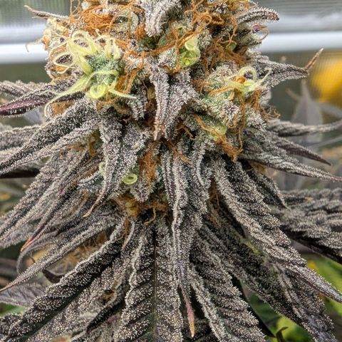 Purple Panty Dropper growlog timeline photo