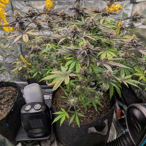 Purple Panty Dropper growlog timeline photo