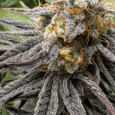Purple Panty Dropper growlog timeline photo