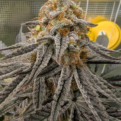 Purple Panty Dropper growlog timeline photo