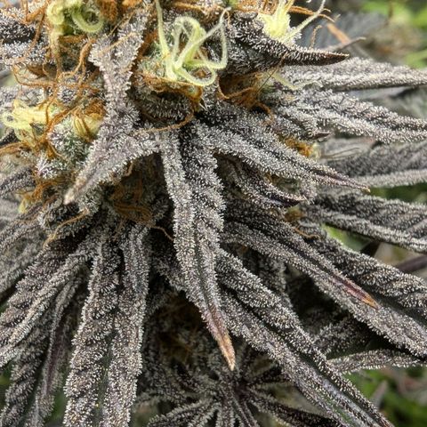 Purple Panty Dropper growlog timeline photo