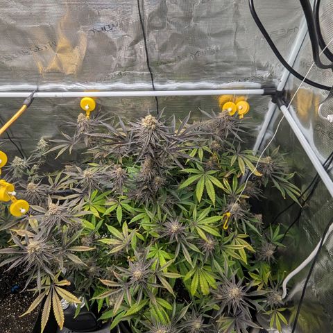 Purple Panty Dropper growlog timeline photo