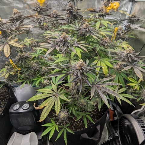 Purple Panty Dropper growlog timeline photo