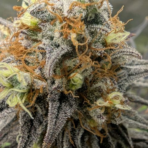 Purple Panty Dropper growlog timeline photo
