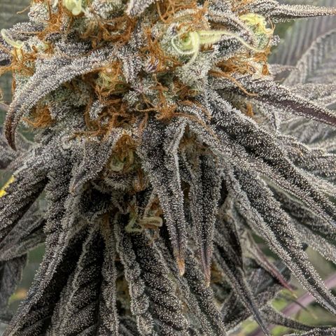 Purple Panty Dropper growlog timeline photo