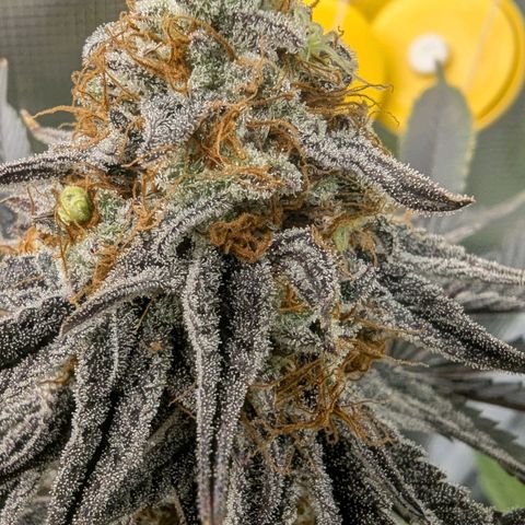 Purple Panty Dropper growlog timeline photo