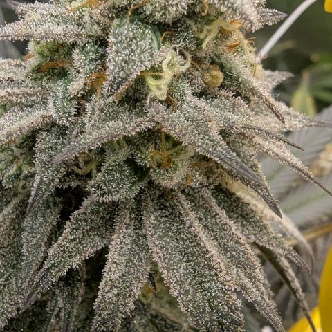 Four Peaks growlog timeline photo
