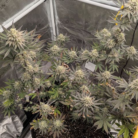 Four Peaks growlog timeline photo