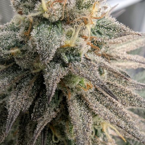 Four Peaks growlog timeline photo