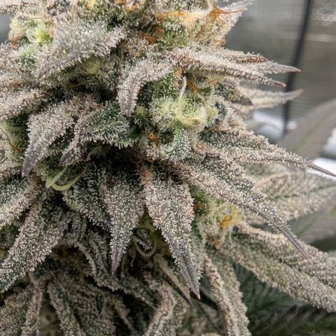Four Peaks growlog timeline photo