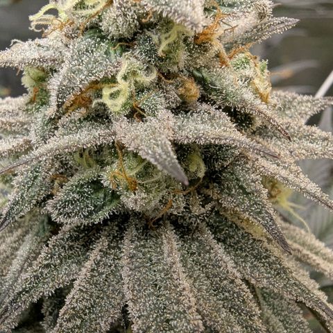 Four Peaks growlog timeline photo