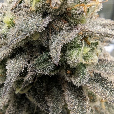 Four Peaks growlog timeline photo