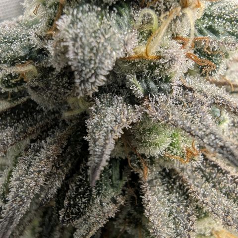 Four Peaks growlog timeline photo