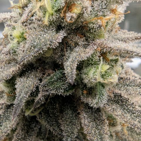 Four Peaks growlog timeline photo
