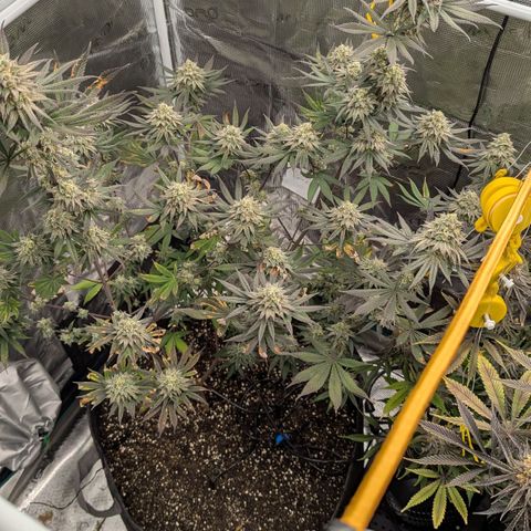 Four Peaks growlog timeline photo