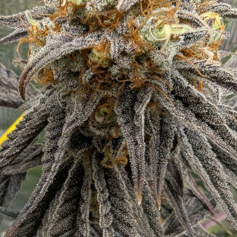 Purple Panty Dropper growlog timeline photo