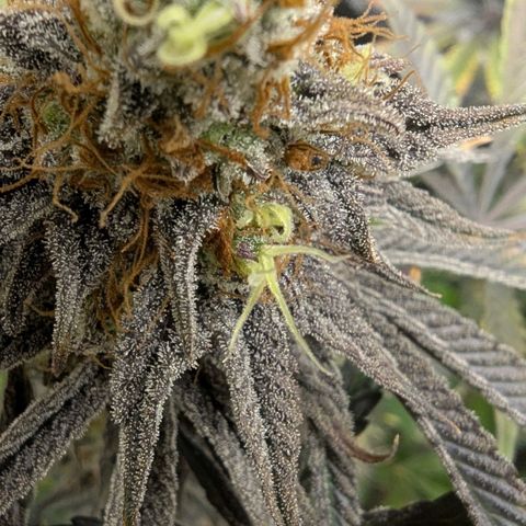 Purple Panty Dropper growlog timeline photo