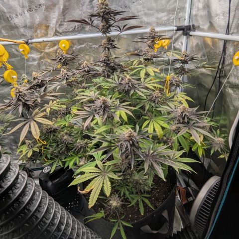 Purple Panty Dropper growlog timeline photo