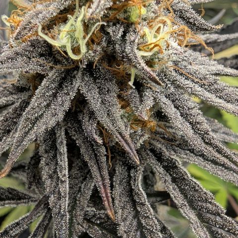 Purple Panty Dropper growlog timeline photo