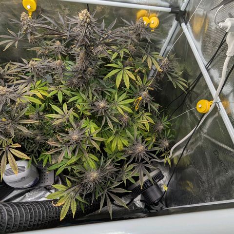 Purple Panty Dropper growlog timeline photo